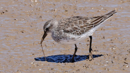 White-rumped sandpiper pulling out a worm from the mud