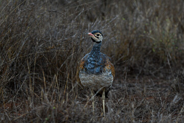 White-bellied bustard in African savanna. Territory, mating, display, foraging.