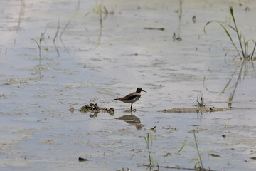 Water fowl near a swamp bank in missouri