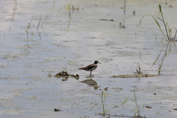 Water fowl near a swamp bank in missouri