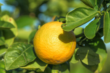 juicy oranges on branches in an orange orchard 7