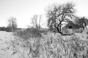 Winter landscape with a lonely old house and crooked willow tree on the bank of the river