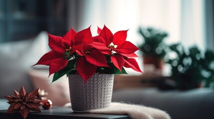 Indoor flower Christmas Star, Poinsettia in a pot in the interior decor of the house - obrazy, fototapety, plakaty