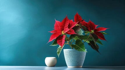 Indoor flower Christmas Star, Poinsettia in a pot in the interior decor of the house