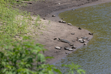 Turtle near a bank of the river in missouri