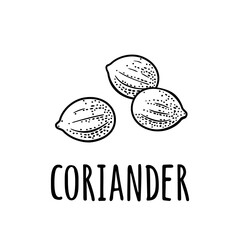 Coriander spice dried seed. Vector monochrome vintage engraving