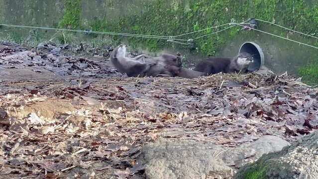 Adorables loutres au zoo