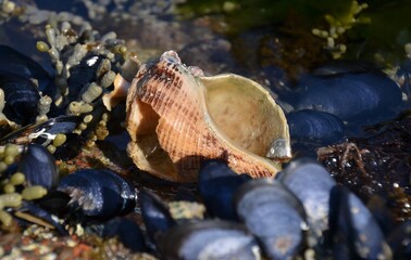 Mussel and other shells on Tasmania beach at low tide