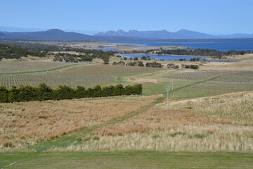Fototapeta na wymiar View across vineyards to the Hazards at Freycinet Peninsula in Tasmania