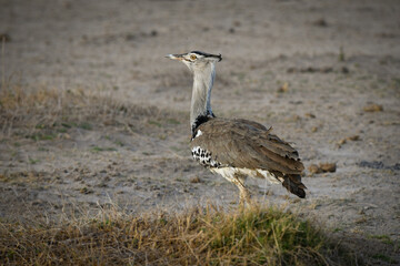 Kori Bustard in African savanna. Heaviest flying bird. Large ground bird, foraging, flying.