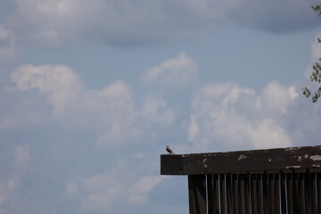 Long tail bird near a wild bird sight in missouri