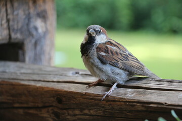 Oiseau peu farouche