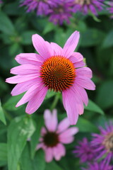 Obraz premium Fleur rose Macro