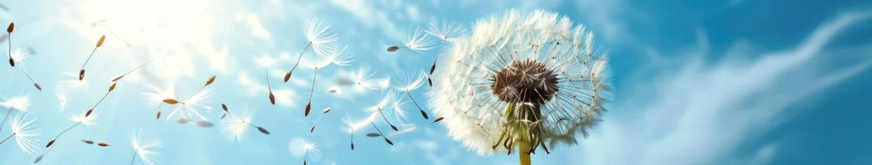 Fotobehang A windy sky dandelion with flying seeds © BrandwayArt