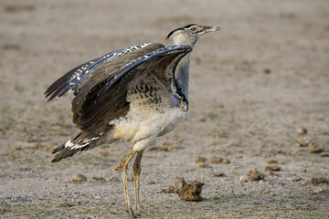 Kori Bustard in African savanna. Heaviest flying bird. Large ground bird, foraging, flying.