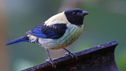 Black-headed tanager, endemic bird of Colombia