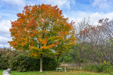 Mount Nemo picnic table under golden tree in autumn season.