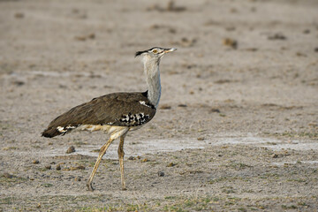 Kori Bustard in African savanna. Heaviest flying bird. Large ground bird, foraging, flying.