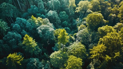 Naklejka na ściany i meble Aerial view of a forest