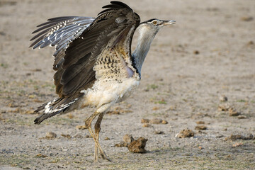 Kori Bustard in African savanna. Heaviest flying bird. Large ground bird, foraging, flying.
