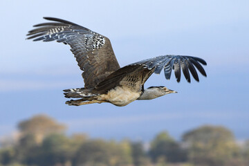 Kori Bustard in African savanna. Heaviest flying bird. Large ground bird, foraging, flying.