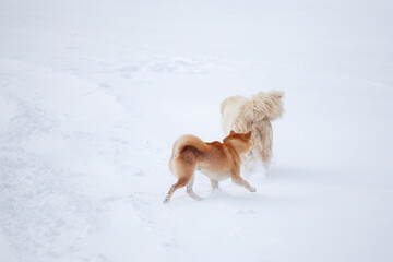 Two dogs, white and orange, play in the snow