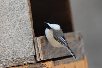 La Plaine 6 Janvier 2024