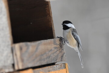 La Plaine 6 Janvier 2024