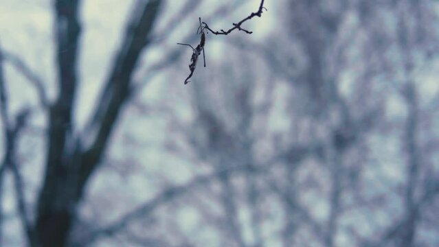 snow covered branches