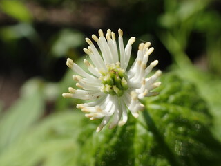 Closeup of wild medicinal Goldenseal (Hydrastis canadensis)