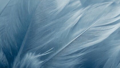 Fototapeta na wymiar macro of blue feathers texture as background swan feather dark blue feather vintage backdrop