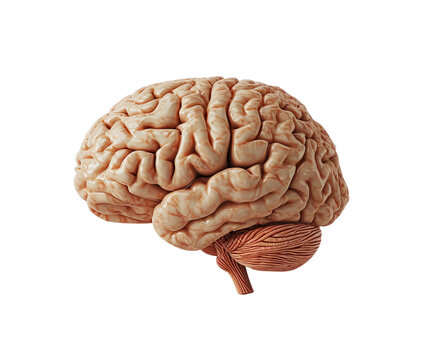 Model of a Human Brain on a White Background