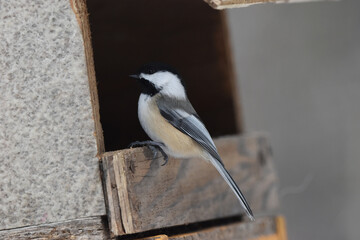 La Plaine 6 Janvier 2024