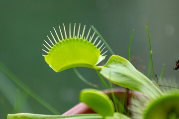 Dionaea carnivorous plant in selective focus