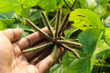 Vigna mungo or black gram growing at Indian field 