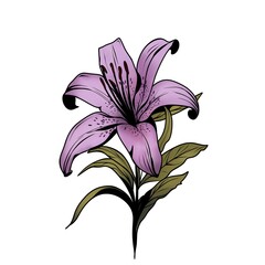 Lily flower watercolor illustration drawn by hand. Beautiful detailed sketch of a botanical tattoo