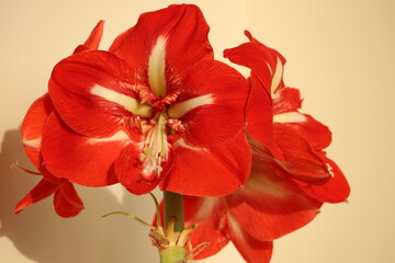 Amaryllis is the only genus in the subtribe Amaryllidinae (tribe Amaryllideae). 