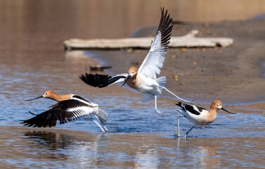 An American Avocet male, ready to mate with the female, becomes aggressive towards the other male in the group.