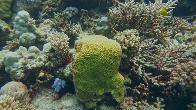 Brain Coral (Platygyra daedalea) coral bleaching, Phi Phi, Andaman Sea, Krabi, Thailand. 