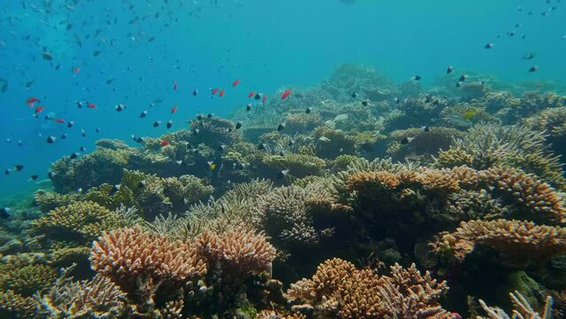 Reef coral scene - School of Lyretail Anthias or Sea Goldie (Pseudanthias squamipinnis) swims near Lettuce coral or Yellow Scroll Coral (Turbinaria reniformis).