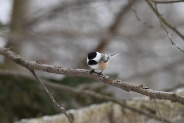 La Plaine 6 Janvier 2024
