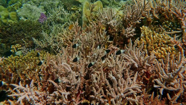 The staghorn coral (Acropora cervicornis) is a branching, stony coral with cylindrical branches ranging from a few centimetres to over two metres in length. 