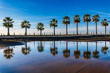 Row of palm trees reflected in the rainwater next to the Poniente beach promenade in Motril, Costa Tropical de Granada, Andalucia.