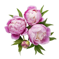 Peonies flowers isolated. Some buds of pink purple peony roses transparent background.