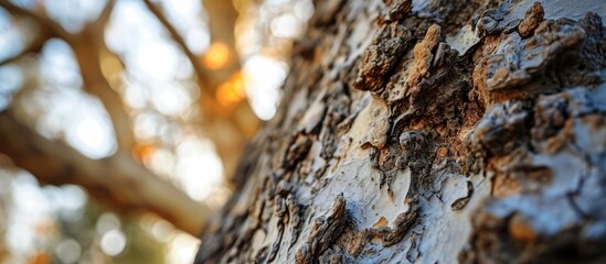 Close-up of a poplar tree - obrazy, fototapety, plakaty