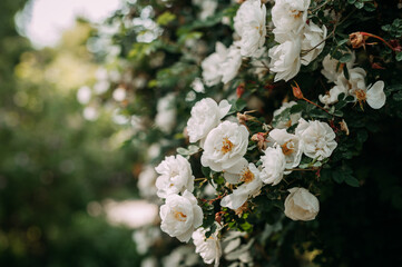 The image is a close-up of white flowers, possibly roses, in an outdoor garden setting. 4840