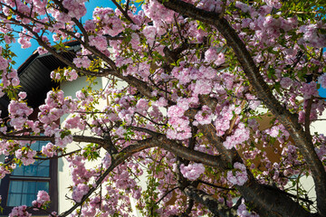kwitnące drzewo wiśni japońskiej w przydomowym ogrodzie - obrazy, fototapety, plakaty