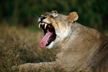 Fototapeta premium Close-up of a Yawning Lioness, Lying in the Grass. Amboseli, Kenya