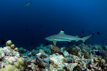Blacktip Reef Shark (Carcharhinus melanopterus) on Reef. Helengeli, North Male Atoll, Maldives