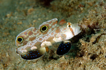 Twin-spot Goby (Signigobius biocellatus, aka Crab-eyed Goby). Triton Bay, West Papua, Indonesia